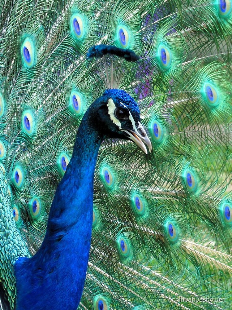 Peacock in bloom by chihuahuashower