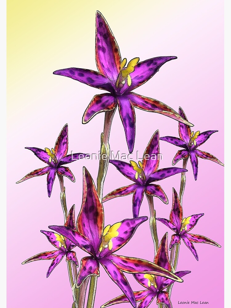 Eastern Queen of Sheba Orchids by yallmia