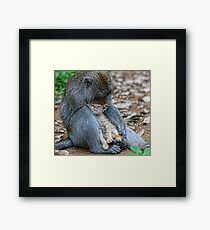 Adoption Framed Print