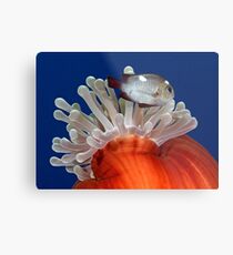 False Nemo Metal Print