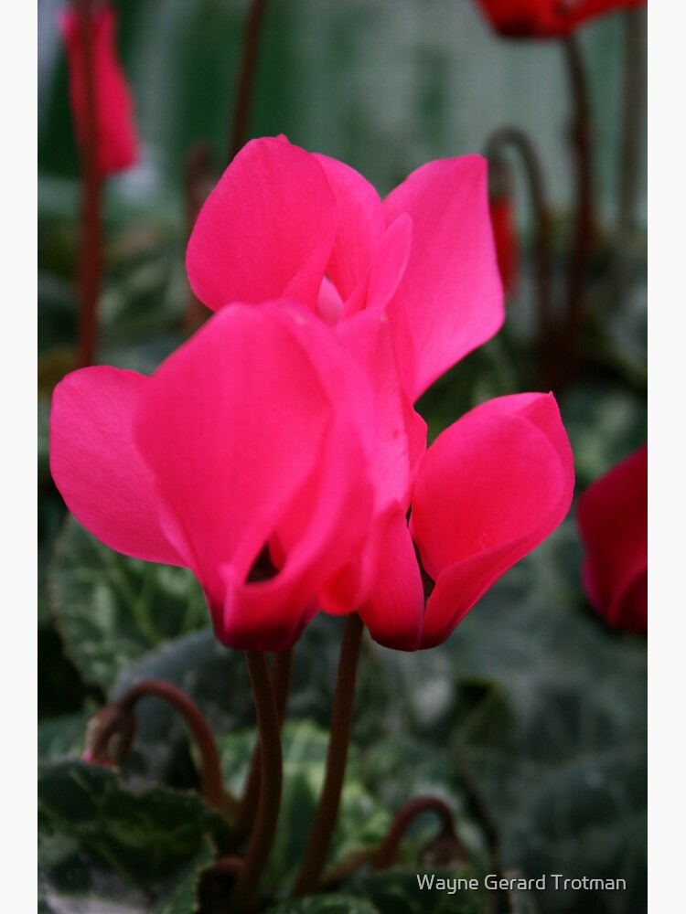 Cyclamen by redmoondragon