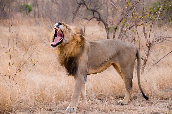 Lions Roar Loot