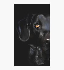Lámina fotográfica Perro perdiguero negro