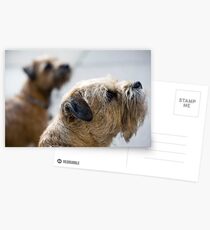Cat patrol Postcards