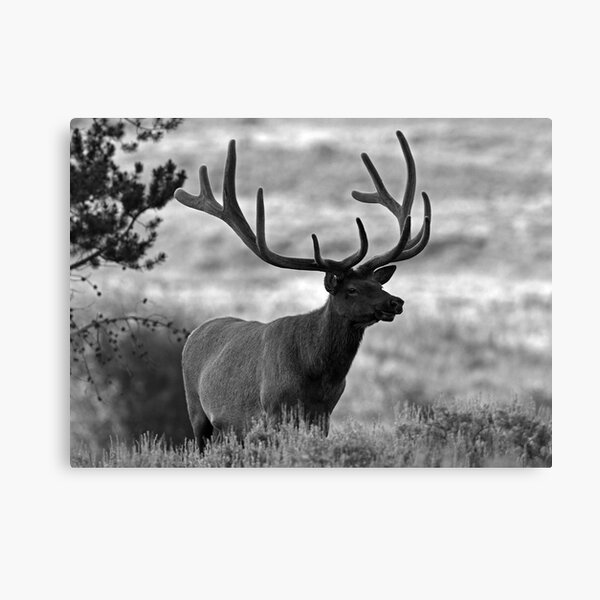 Standing Proud Canvas Print