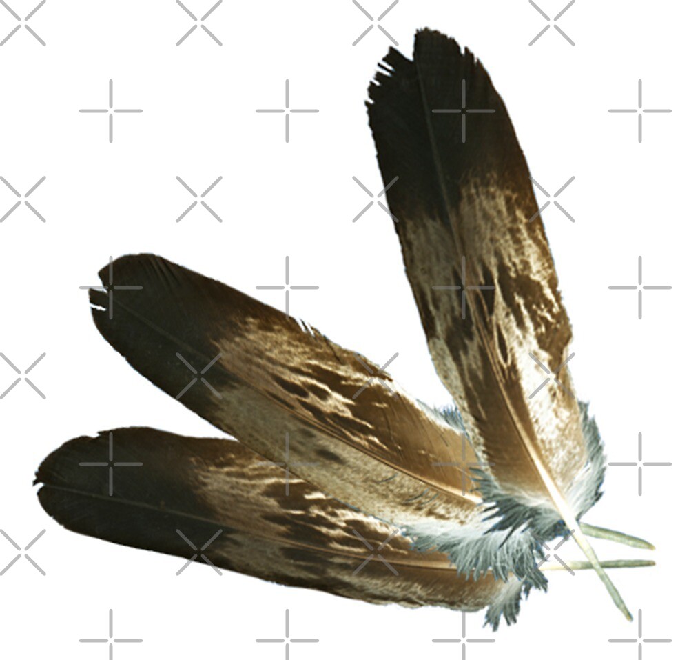Air Element 1 Golden Eagle Feathers Energy Strength
