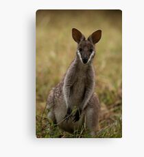 Cutie Pie Canvas Print