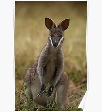 Cutie Pie Poster