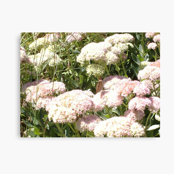 THE FLOWERS OF BEAVER DAM LAKE Canvas Print