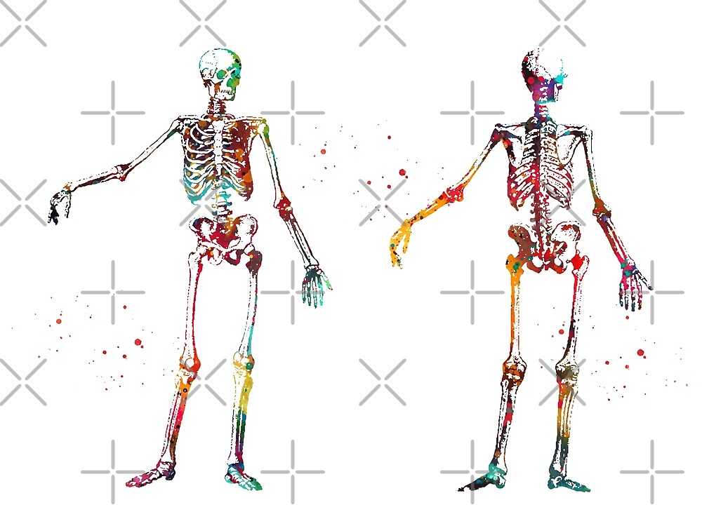 "Human Body Skeleton" by erzebetth | Redbubble