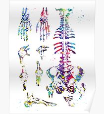 Human bones Poster