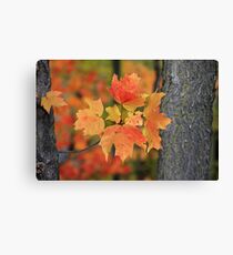 A little peice of autumn Canvas Print