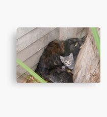 Undomesticated weening kittens - Polokwane Metal Print