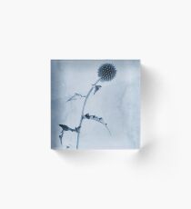 Echinops ritro 'Veitch's Blue' Cyanotype Acrylic Block