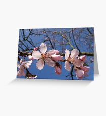 Tree Blossom Greeting Card