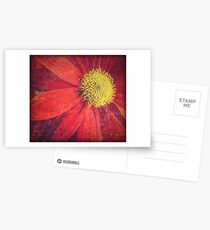 Sun Flares Postcards