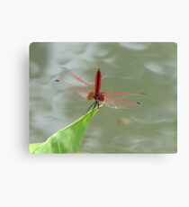 Red Dragonfly on leaf Canvas Print