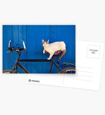 Moroccan Cat on a Bicycle Postcards