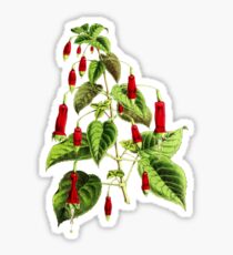 Fuchsia Sticker