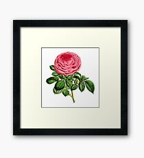 Rose Madame George Schwartz Framed Print