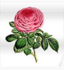Rose Madame George Schwartz Poster