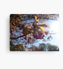 Macro Canvas Print