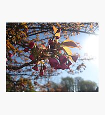 Macro Photographic Print