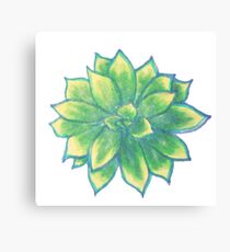 Succulents Canvas Print