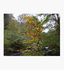 Autumn Tree Photographic Print
