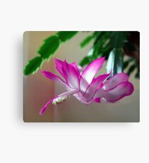 Christmas Cactus Canvas Print