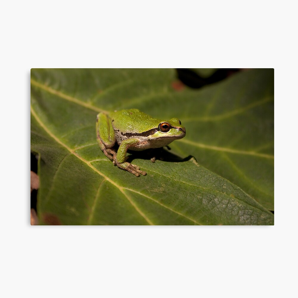 Pacific Treefrog Canvas Print