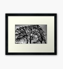 Windswept Framed Print