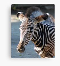 Zebra baby Leinwanddruck