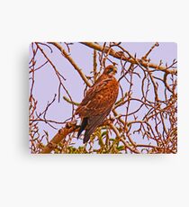 Red Tail Canvas Print