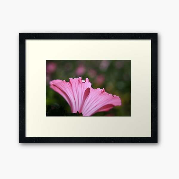 Delicate Pink. Framed Art Print