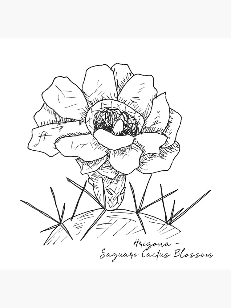 "Saguaro Cactus Blossom Arizona State Flower Illustration" Art Print by