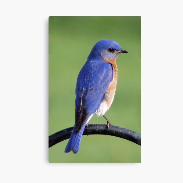 Eastern Bluebird Canvas Print
