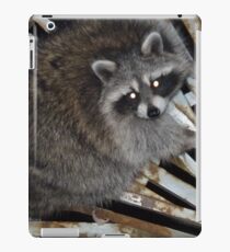 Raton laveur Coque et skin iPad