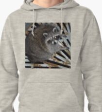 Raton laveur Sweat à capuche
