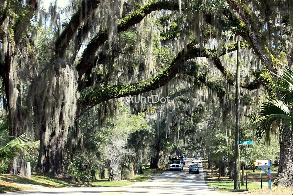 "Floral City, Florida View 2" by AuntDot Redbubble