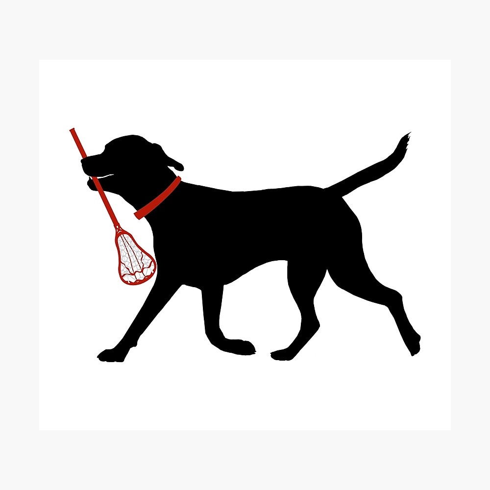 "Cute Labrador Retriever Fetch Lacrosse Stick Black Lab Lacrosse Player