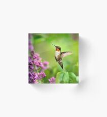 Spring Hummingbird Acrylic Block