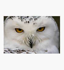 Snowy Owl Photographic Print