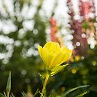 «Onagra de noche floreciente -» de Georgia Mizuleva