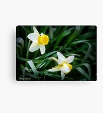 Daffodil Ballet Canvas Print