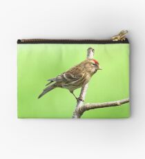 Common Red Poll - Carduelis Flammea Studio Pouch