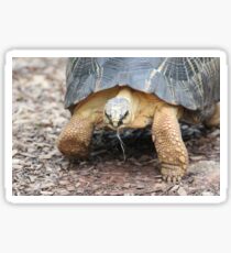 Slow and Steady Wins the Race Sticker