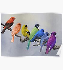 Birds of all Colors Poster