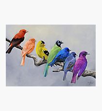 Vögel aller Farben Fotodruck