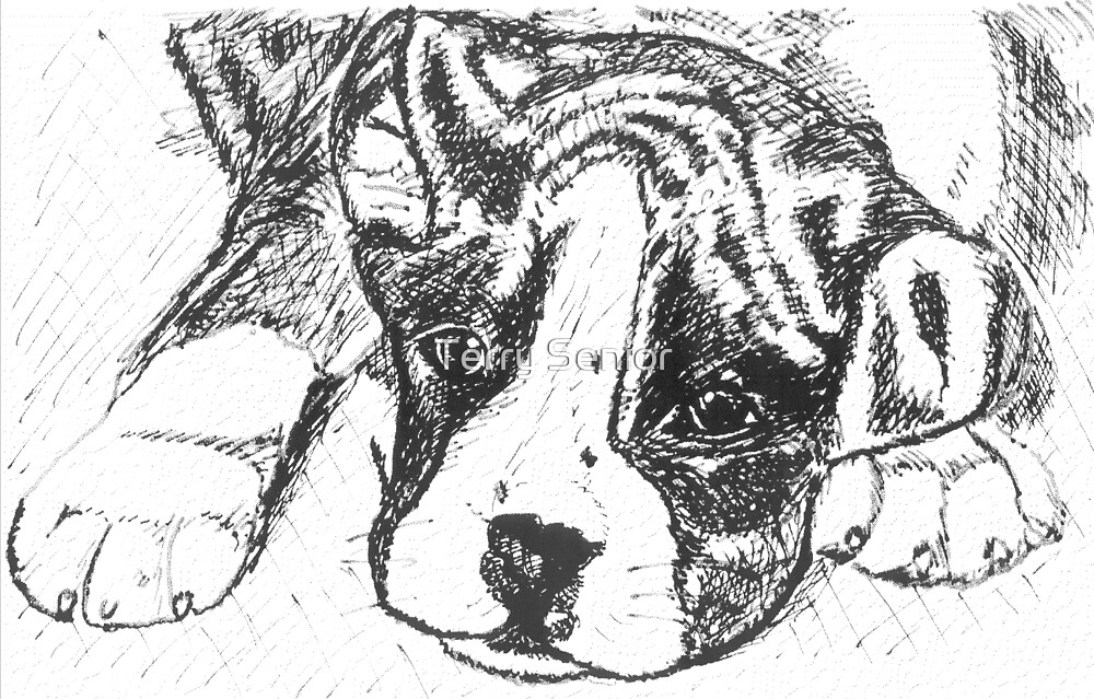 "Pedigree Boxer Dog Line Drawing" by Terry Senior Redbubble